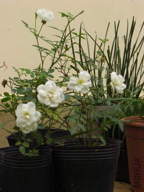 CIMG6063.jpg