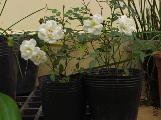 CIMG6059.jpg
