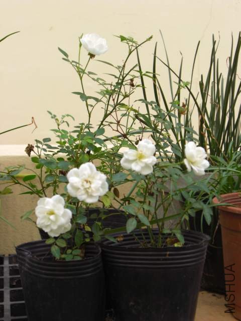 CIMG6066.jpg