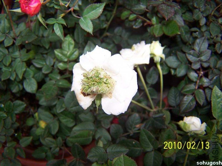 100_8254.jpg