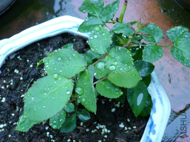 P1000073.JPG