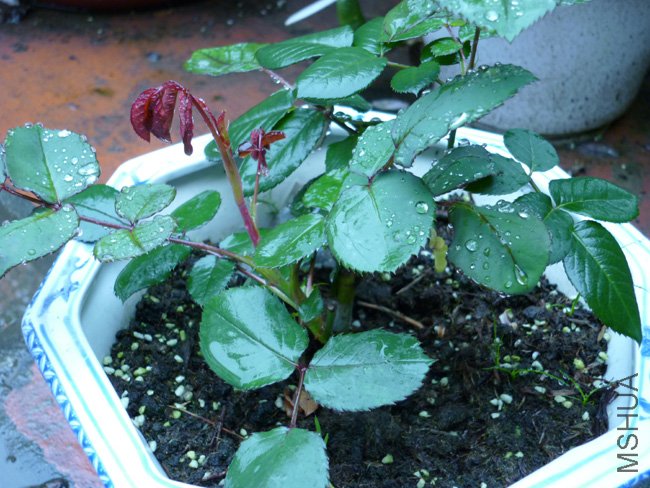 P1000075.JPG