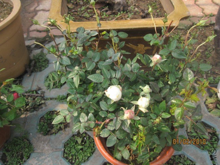 ��������Щ��ɫ��ʢ����ȫ�ף���о������ζ��
