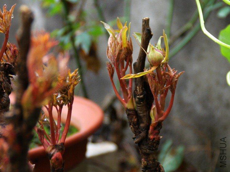 2010.02.16.���� 002 2.jpg