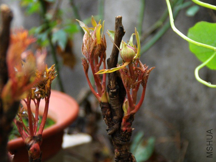 2010.02.16.���� 002+3.jpg