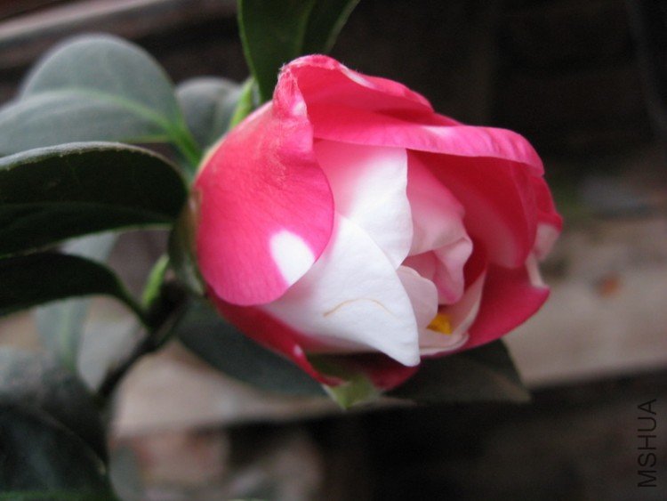 ����������