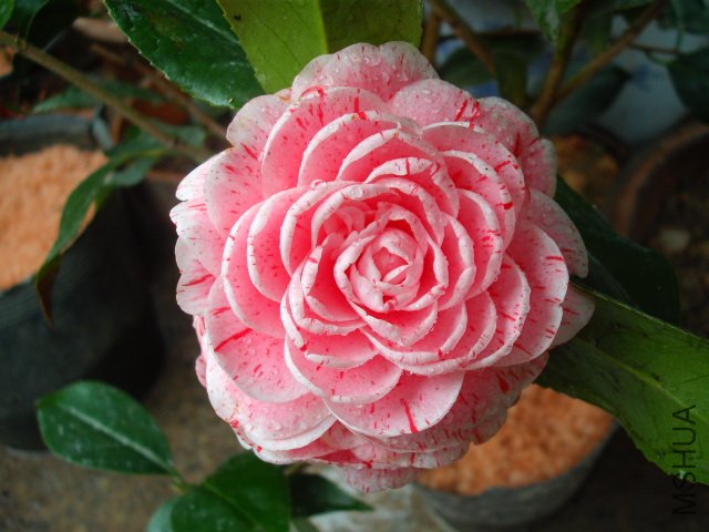 ��������ת������