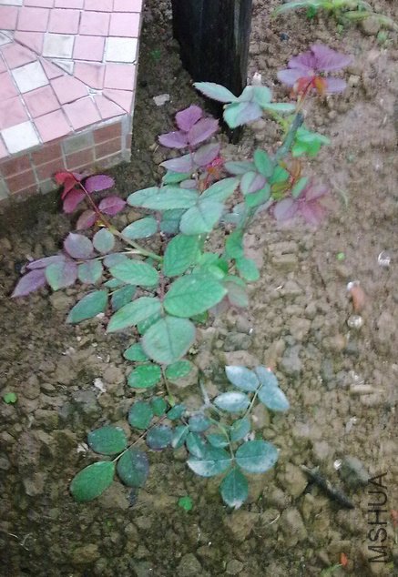 20100216453.jpg