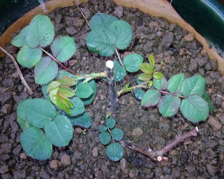 20100216441.jpg