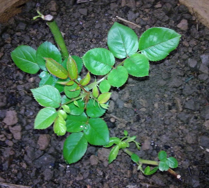 20100216446.jpg