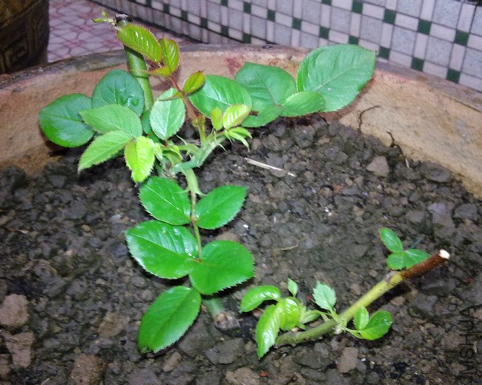 20100216447.jpg