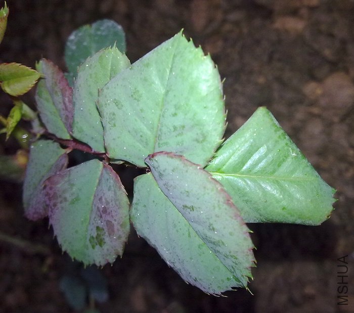 20100216445.jpg
