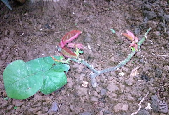 20100216457.jpg
