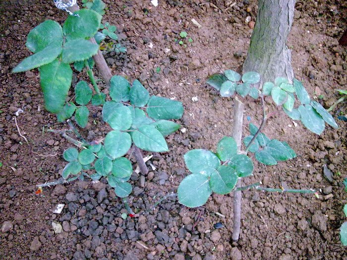 20100216458.jpg