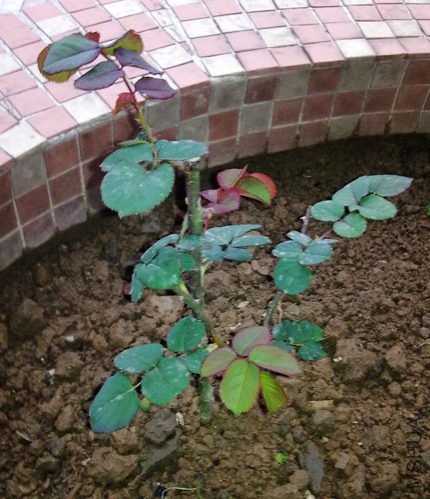 20100216450.jpg