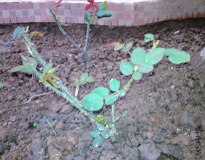 20100216455.jpg