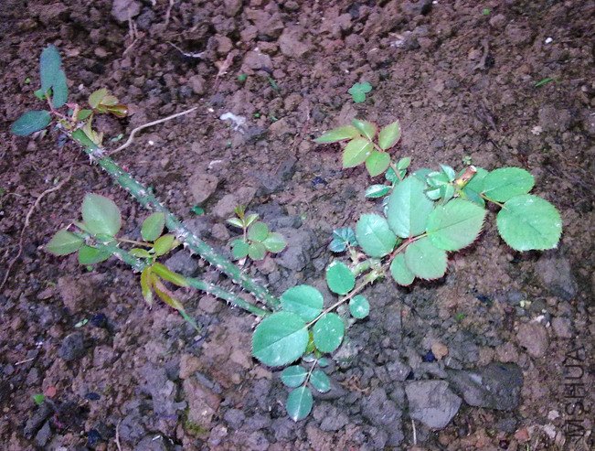 20100216454.jpg