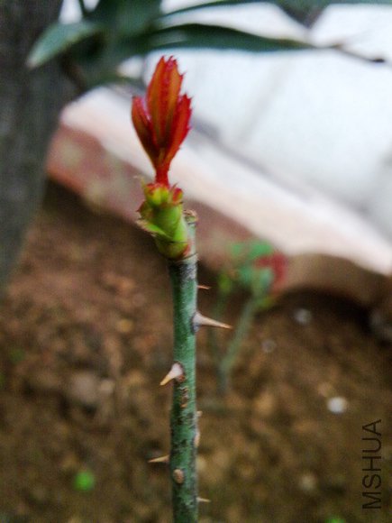 20100216460.jpg