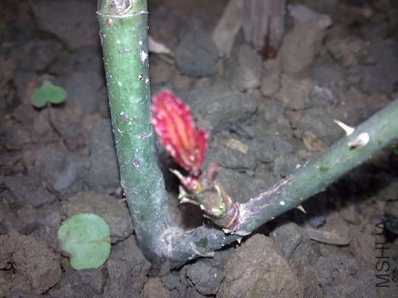 20100216459.jpg