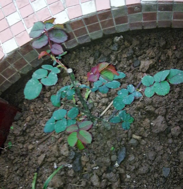 20100216461.jpg