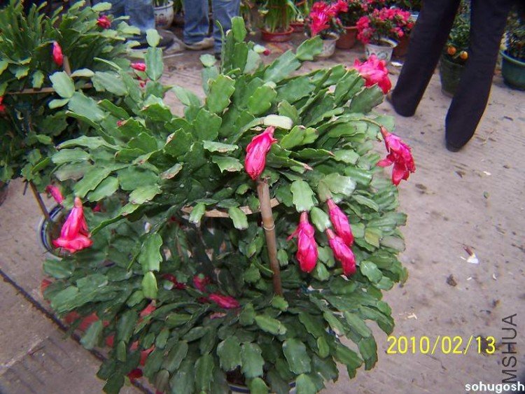 100_8285.jpg