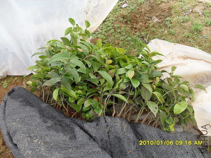 ����ֲ�Ĳ軨����������