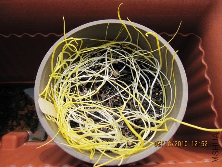 �������ѹ������һֻ���������һ�궫��������ɶ��Ҳ��֪���ˣ��ѵ����Ǿ²ˣ�