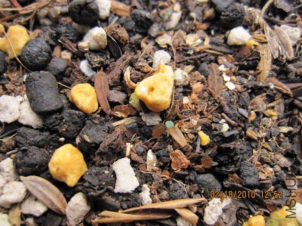 ����ķ���������������Ҫ�����Ҳûȥ��ˮ����ȻҲ�ᷢѿ�ģ����ǹ���