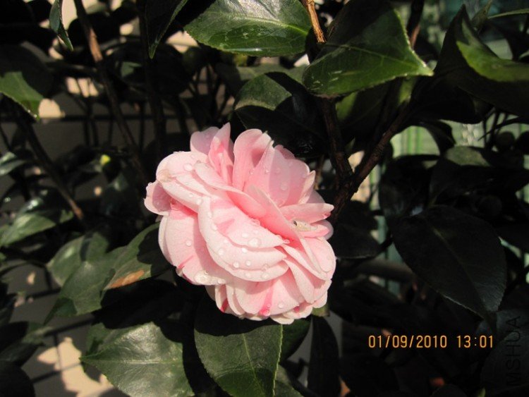 ����ϲ����ʮ��ѧʿ����ϧ����Ҳֻ����һ������ɫ��