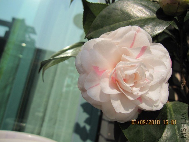 �����ɫҲ��Ư���ģ��Լ�Ҳ����һ�����Ǻ�