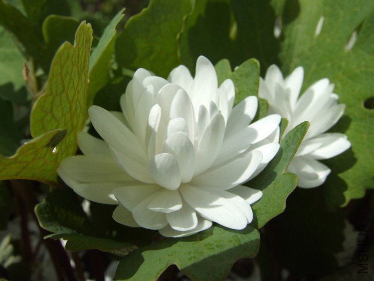 Double_Sanguinaria.jpg