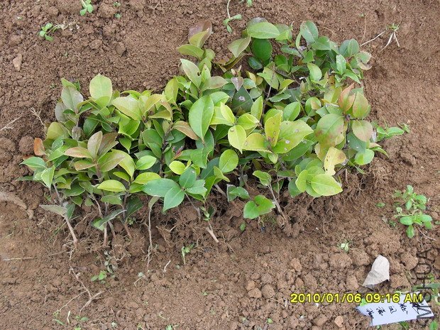 Ǥ��һ����