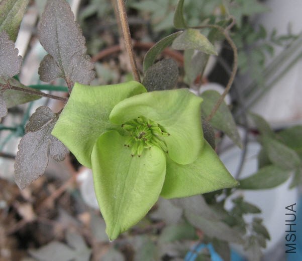 2010-01-22 ��ɫ����.jpg