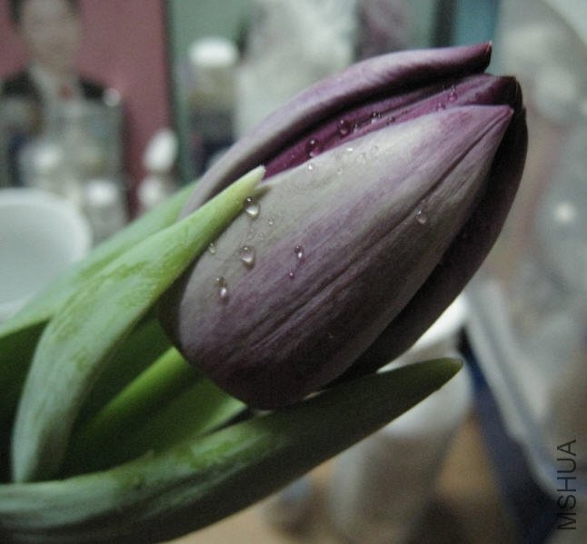 2010-02-02 ������-ҹ�ʺ�0.jpg