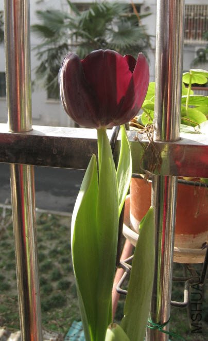 2010-02-09 ����������.jpg