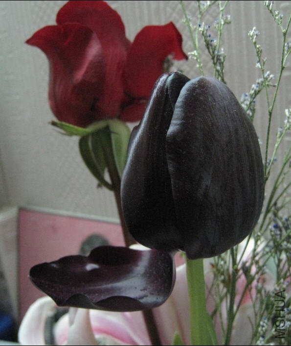 2010-02-14 ������ҹ�ʺ�-��ɫ����.jpg