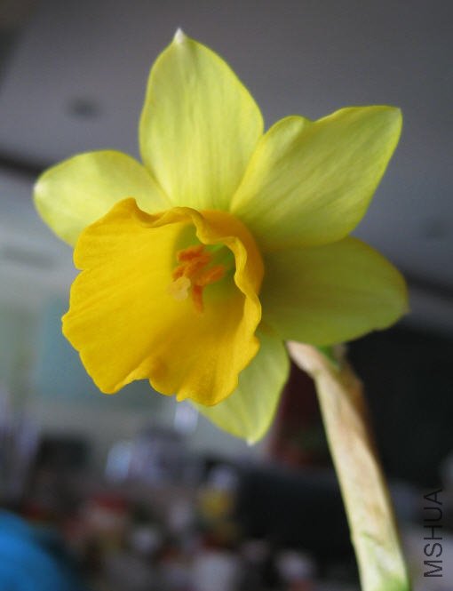 2010-02-20 �ɿ�����ˮ��-ʢ��.jpg