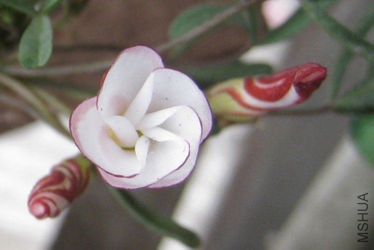 2010-02-19 ˫ɫ-����2.jpg