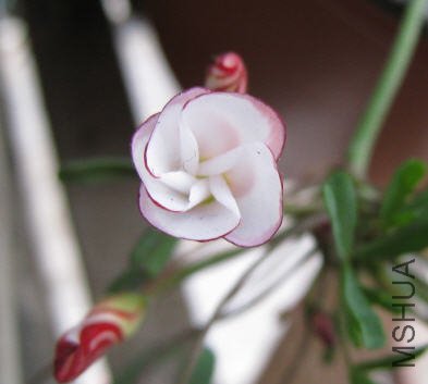 2010-02-19 ˫ɫʢ��.jpg