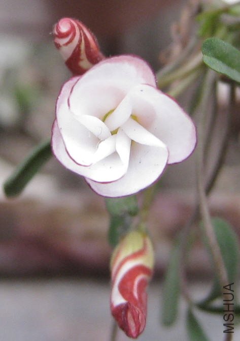 2010-02-19 ˫ɫ-����.jpg