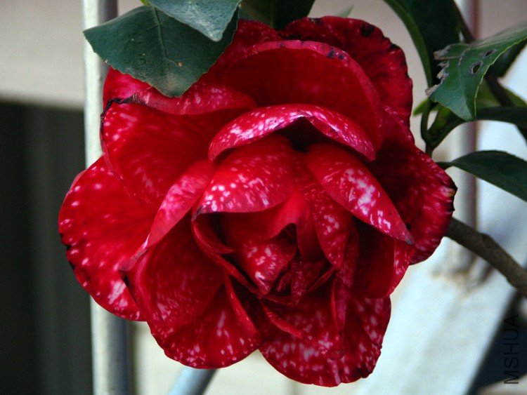 2010.02.20.�軨 023.jpg