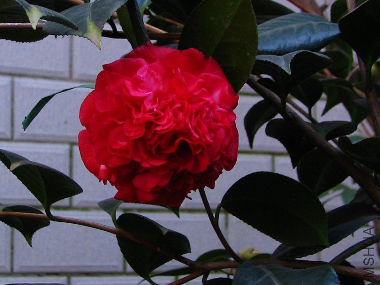 2010.02.20.�軨 033.jpg