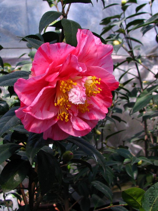 ��˹����