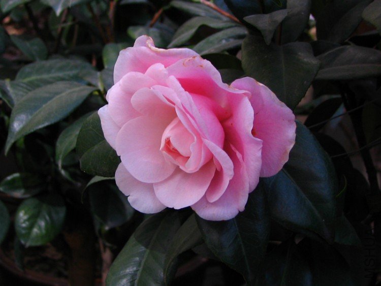 2010.02.20.�軨 035.jpg