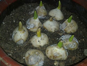 201002101065.jpg