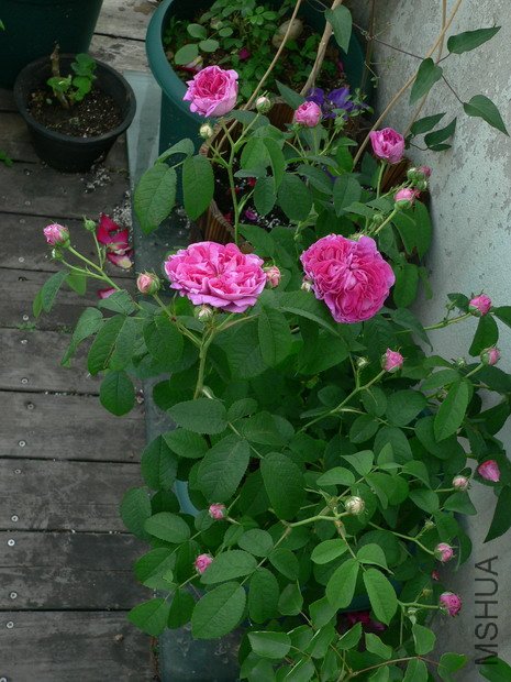 ����ʿ��2.jpg