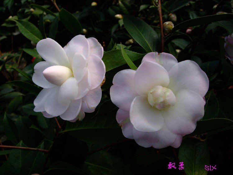 Ʈ�� 10-2-21(1).jpg