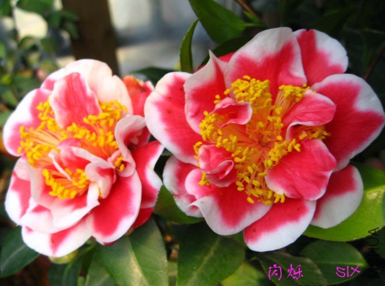 ��˸ 10-2-22c.jpg