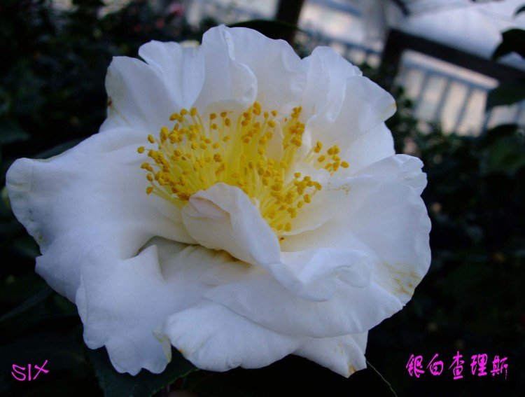 ���ײ���˹ 10-2-21.jpg