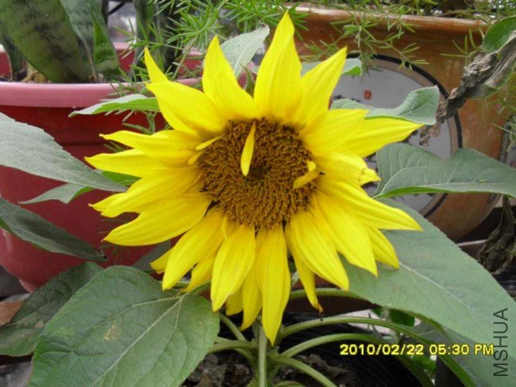SDC10829.JPG